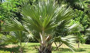 Quel palmier r?siste au papillon. Palmier Plantation Entretien Et Taille Jardiland