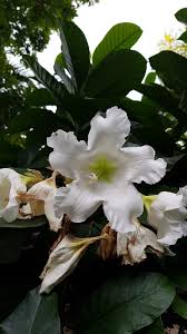 Image result for Beaumontia