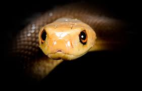 Coastal Taipan Oxyuranus Scutellatus Cute Reptiles Snakes With Hats Reptiles And Amphibians