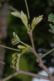 Image result for Millettia stuhlmannii