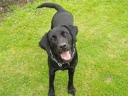 Pris for en hvalp betales forud. Labrador Retriever Formel 1 Zenta 2004 Hun Er En Rigtig Smuk Sort La