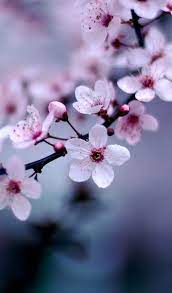 Cherry Blossoms Cherry Blossom Flowers Blossom Flower Flower Photos
