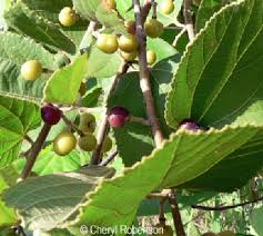 Image result for Grewia