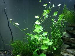 Amazon Com Brazilian Pennywort Large Multiple 8 12 Stems Fast Growing And Vibrantly Co Live Aquarium Plants Freshwater Aquarium Plants Planted Aquarium