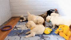 These adorable sleepy kittens and puppies are so tired! Best Sleepy Puppy Gifs Gfycat