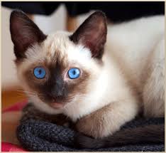 Enter a location to see results close by. Kittens For Sale Applehead Traditional Siamese Cat Breeder Balinese