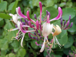 Precios decrecientes en función de las cantidades, compra en línea, envío exprés. Madreselva La Planta Trepadora Con Flores Y De Trato Facil Las Enredaderas Con Flores Son Utiles En El Jardin Por Su Aroma Y Porque Cubren Defectos En Muros Conoce La Madreselva Y