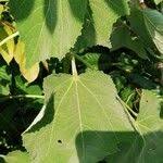 Image result for Triumfetta cordifolia