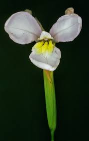 Image result for Moraea stricta