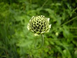 Image result for Cephalaria