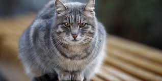 I hear different answers all over the place. Liver Disease In Cats International Cat Care