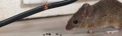 Get rid of mice with professional mice control products. Professional Rodent Control Get Rid Of Rodents Prokill Pest Control