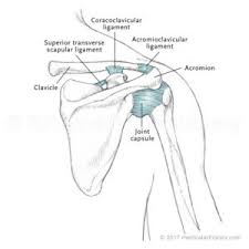 The shoulder anatomy includes the anterior deltoid lateral deltoid posterior deltoid as well as the 4 rotator cuff muscles. Shoulder Anatomy Ligaments Anatomy Drawing Diagram