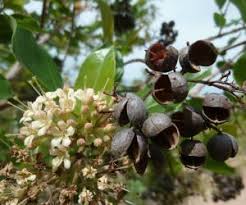 Image result for Crossopteryx