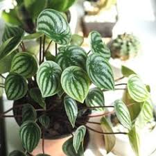 Image result for Peperomia molleri