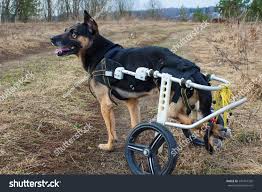 Image result for invalid dog wheelset