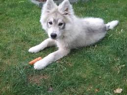 The rottsky, also known as a huskweiler, is a unique mix between a husky and a rottweiler. Weisser Schaferhund Langhaar Husky Mix Wolf Hunde Weisser Schaferhund Hunde