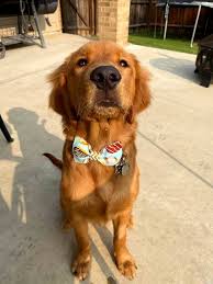 pin en 2021 satilik golden retriever fiyatlari