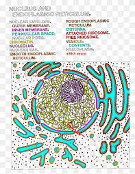 We did not find results for: Endoplasmic Reticulum Cell Nucleus Cisterna Color Landscape Apge With Pen Text Label Color Png Pngwing