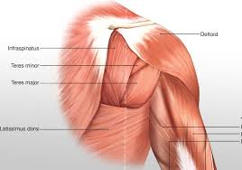 The muscles in the posterior compartment of the forearm are commonly known as the extensor muscles. Arm Anterior Muscles 3d Illustration Labeled
