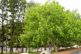 Red horse chestnut, aesculus x carnea, hybrid tree with red flowers with orange blotch in center and white margins born in erect panicles, deciduous tree with usually 5 leaflets. The Horsechestnut Tree Hgtv