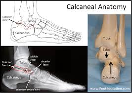 What is the anatomy of long bone? Anatomy Of The Foot And Ankle Orthopaedia
