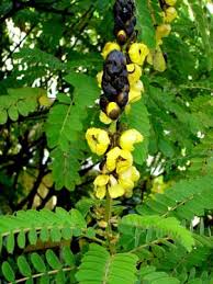 Image result for Senna didymobotrya