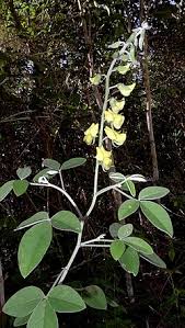 Image result for Crotalaria cylindrocarpa