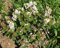 Image result for Rhaphiostylis