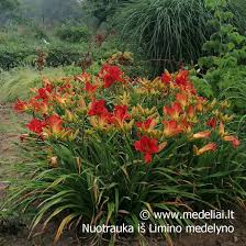 Image result for Hemerocallis `Moses Fire`
