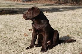 Image result for labrador retrívr