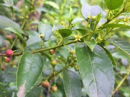 Image result for Rhamnus prinoides