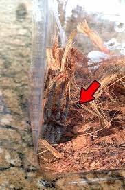 5 i'm afraid the match has been called off. The Tarantula Death Curl Tom S Big Spiders