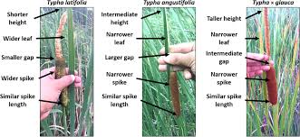 Image result for Typha latifolia