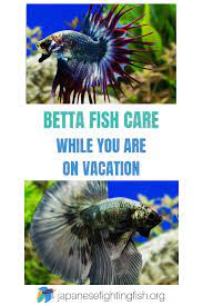 How Do I Look After My Betta Fish When I Am On Vacation Japanesefightingfish Org Betta Fish Care Betta Fish Betta