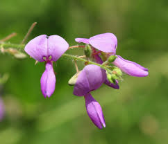 Image result for Desmodium tortuosum