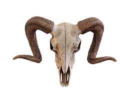 Ram Skull 3d Model Craneo De Carnero Animales Png Craneo