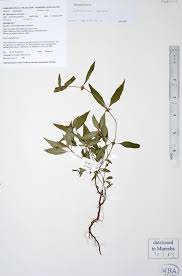 Image result for Spermacoce