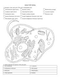 In addition, they help in the transportation process. Ase Sc 1 Animal Plant Cell Coloring Endoplasmic Reticulum Cell Biology