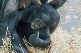 See more ideas about bonobo, primates, cincinnati zoo. Stuttgarter Wilhema Bonobo Baby Koseka Stirbt An Lungenentzundung Nachrichten Schwarzwalder Bote