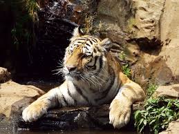 tiger 10 by sheltiewolf on deviantart amur tiger tiger big cats