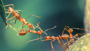Öffnungen und schäden im mauerwerk Was Hilft Gegen Ameisen 9 Wirkungsvolle Hausmittel
