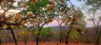 Image result for Philenoptera bussei