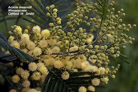Image result for Acacia mearnsii