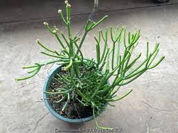 Image result for Euphorbia tirucalli