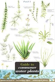 Guide To Commoner Water Plants Identification Chart By
