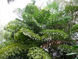 Image result for Caryota urens