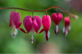Hearts and flowers in community dictionary. Beautiful Meaning And Symbolism Of Bleeding Heart Flower And Color Florgeous