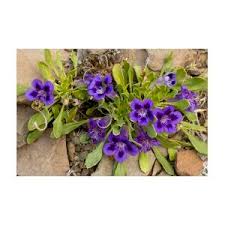 Image result for Aptosimum