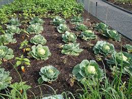 How Can You Improve Your Clay Soil Work In Plenty Of Organic Matter Commonly Available Source Container Gardening Vegetables Vegetable Garden How Plants Grow